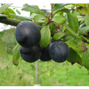 Näita BULLACE (DAMSON PLUM) - KREEK pilti