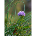 Näita CHIVE - MURULAUK pilti