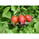 Näita DOG ROSE BERRY (HIP BERRY) - KIBUVITSAMARI pilti