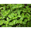 Näita OREGANO - OREGANO pilti