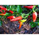 Näita RED HOT CHILLY PEPPER - PUNANE TšILLIPIPAR pilti