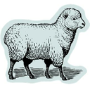 Näita SHEEP - LAMMAS; LAMB, MUTTON - LAMBALIHA pilti